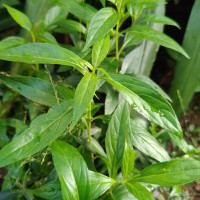 Andrographis paniculata (Burm.f.) Nees